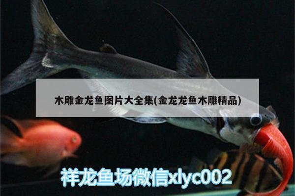 魚(yú)頭哪里有賣(什么地方有魚(yú)頭賣)