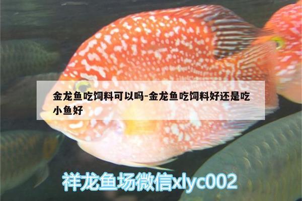 關(guān)刀魚一年繁殖幾次，紅珍珠關(guān)刀魚兇嗎