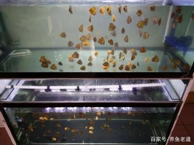 濟(jì)南市魚缸市場哪里有賣的魚（濟(jì)南市魚缸市場哪里有賣的魚苗）