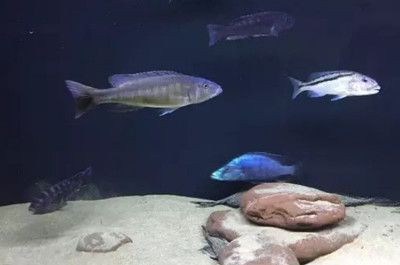 宁德市蕉城区蕉南新新业水族馆（宁德市蕉城区蕉南新新业水族馆电话）