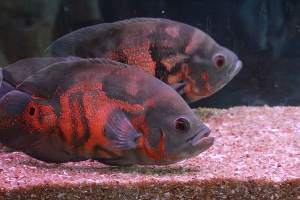 海城水族世界（海城附近的水上樂園）