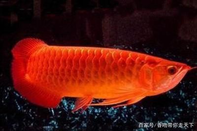 觀賞魚(yú)店起名怎么起（觀賞魚(yú)店起名怎么起好聽(tīng)）