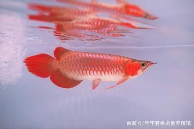 十大紅龍魚品牌排名榜：2018紅龍魚品牌排行榜 紅龍魚百科 第4張