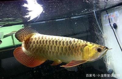 魚缸怎么養(yǎng)成生態(tài)缸呢（魚缸怎么養(yǎng)成生態(tài)缸呢視頻）