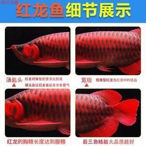 玻璃鋼魚缸缺點有哪些呢（玻璃鋼魚缸缺點有哪些呢圖片）