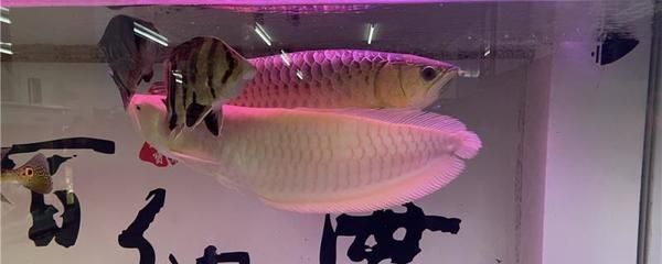 阿拉善左旗巴彥浩特鎮(zhèn)日月魚潭水族館（日月潭漁具有限公司）