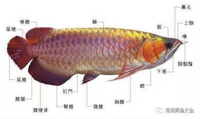 銀川魚缸維修電話號碼查詢地址（銀川魚缸維修電話號碼查詢地址是多少） 觀賞魚市場（混養(yǎng)魚）