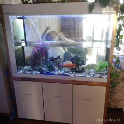 南美大型魚缸圖片大全 水族問答