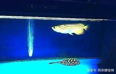 小蘇打清理魚缸水垢（小蘇打清理魚缸水垢有用嗎）