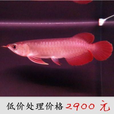 遂寧賣觀賞魚(yú)的地方有哪些店子（遂寧賣觀賞魚(yú)的地方有哪些店子呢）