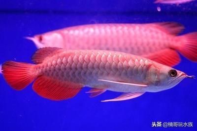 蕪湖賣魚缸在哪里賣好點(diǎn)（蕪湖批發(fā)魚市場(chǎng)在哪）