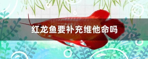 恐龍魚有哪些品種（恐龍魚學(xué)名）