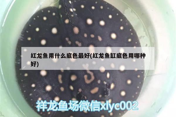 黃化孔雀魚怎么繁殖出來的：黃化孔雀魚怎么繁殖出來的視頻 觀賞魚