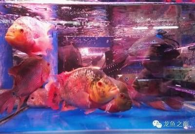 龍魚(yú)鰓被打破了怎么辦：如何處理龍魚(yú)鰓被打破 龍魚(yú)百科 第2張