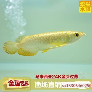 魚(yú)缸奇石造景圖片大全大圖（魚(yú)缸奇石造景圖片大全大圖高清）