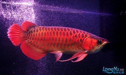 紅龍魚產(chǎn)地印尼哪個(gè)省最多（紅龍魚產(chǎn)地印尼哪個(gè)省最多的）