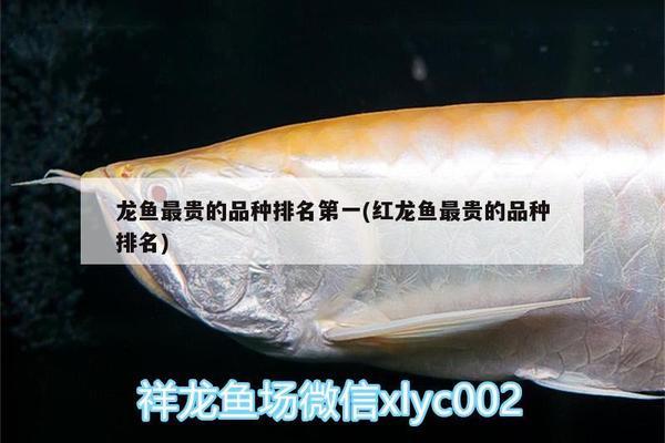 多寶魚怎么殺：多寶魚怎樣宰殺處理 潛水泵