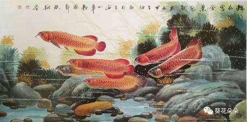 紅龍魚長的快嗎圖片大全（紅龍魚長的快嗎圖片大全大圖）