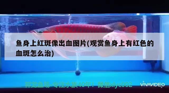 紅龍魚吃什么小魚好呢圖片（紅龍魚吃什么小魚好呢圖片大全）