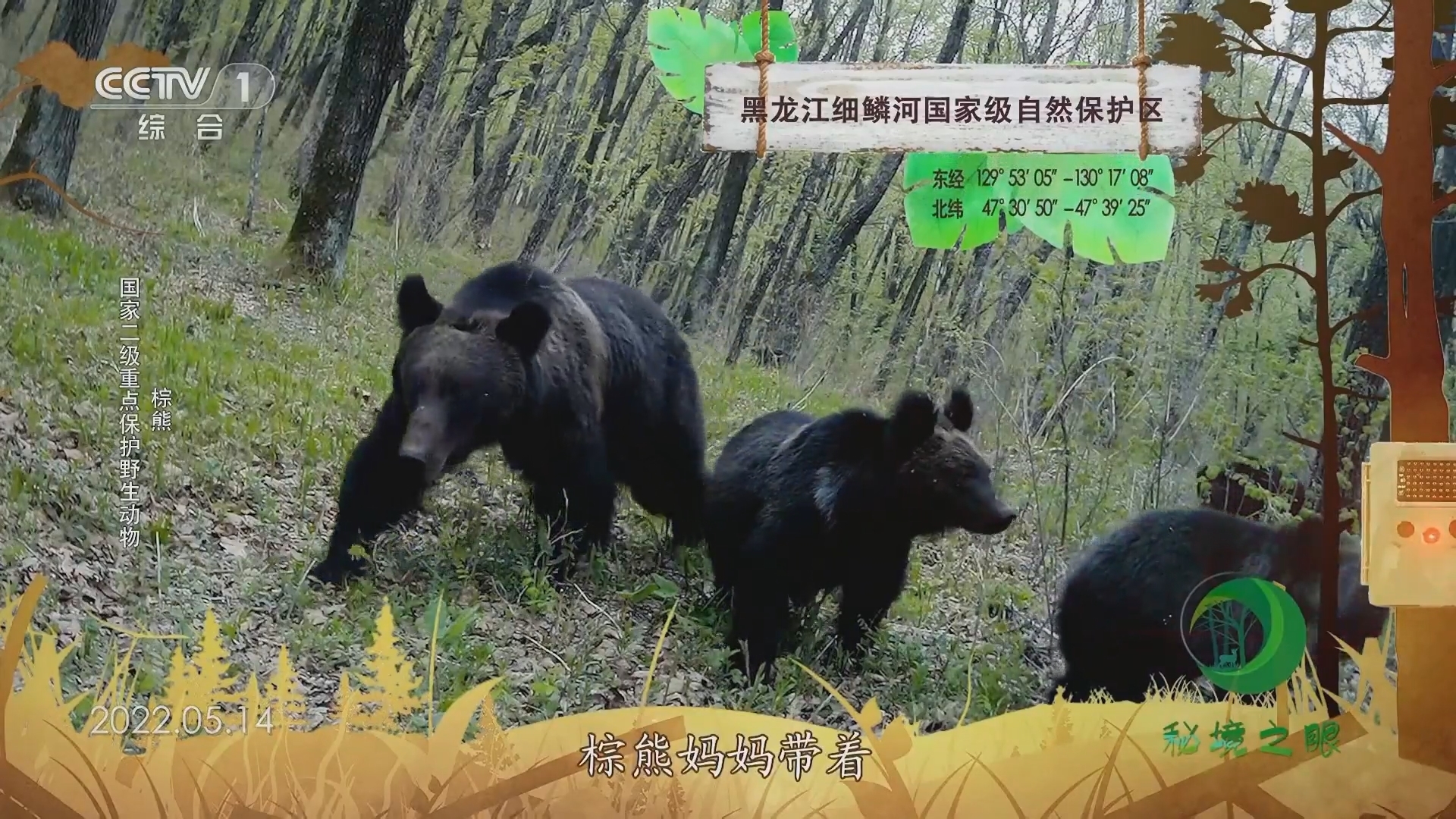 秘境之眼 《秘境之眼》 棕熊/猞猁/兔狲/藏酋猴 20231005