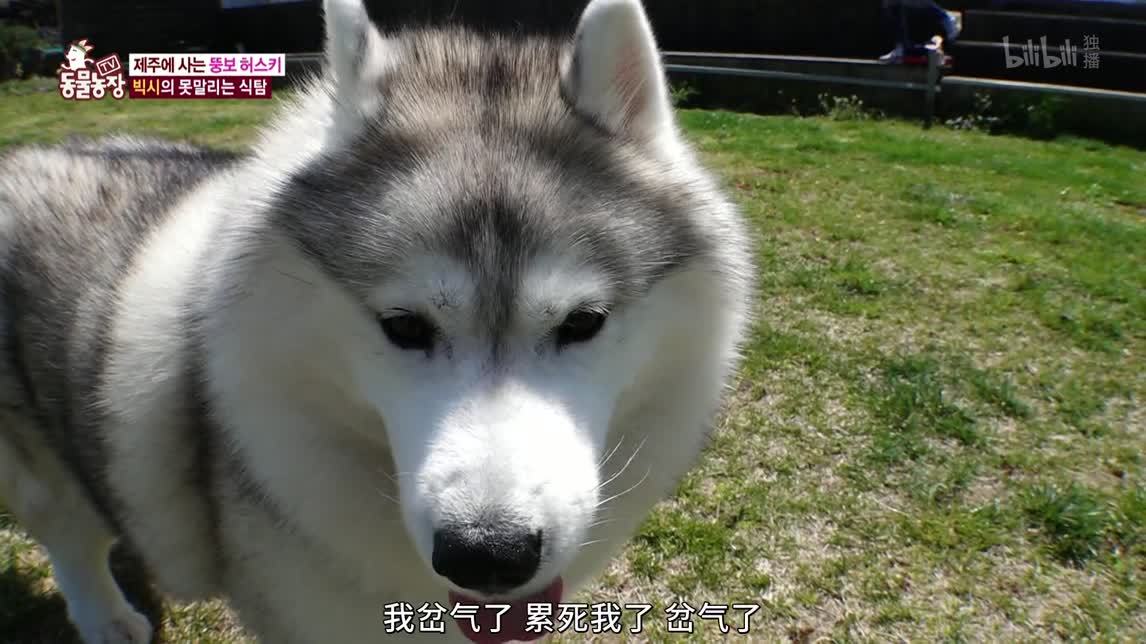 动物农场2020 纠正胖墩哈士奇