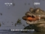 自然传奇 《自然传奇》 20141127 死亡湿地