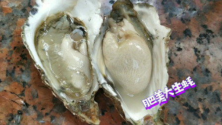 南澳岛赶海日记 海岛买20多斤生蚝30元，为何如此便宜，扒开才发现这生蚝不简单啊