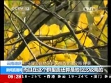 新闻直播间 《新闻直播间》 20141127 09:00