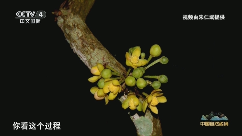 《远方的家》 20260415 中国自然秘境 探秘热带雨林