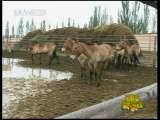 新闻袋袋裤 新闻袋袋裤 2010年 第226期