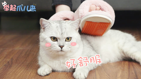 举起爪儿来 DIY撸猫神器