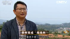 致富经 [致富经]菜树变成“摇钱树”(20160307)