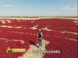 生财有道 《生财有道》 20171023 咱们家乡有特产（秋收系列）——甘肃金塔：辣椒红了 财富来了