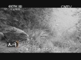 天网 《天网》 20141104 山谷里的报复