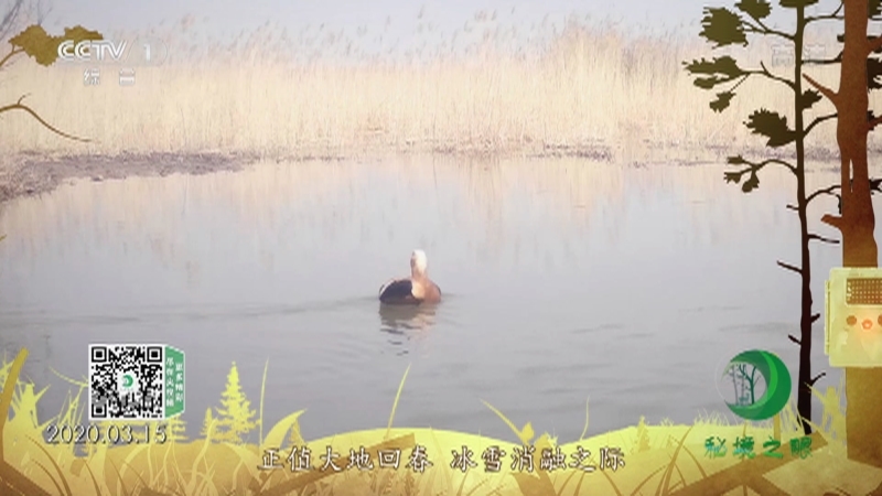 《秘境之眼》 赤麻鸭 20210910