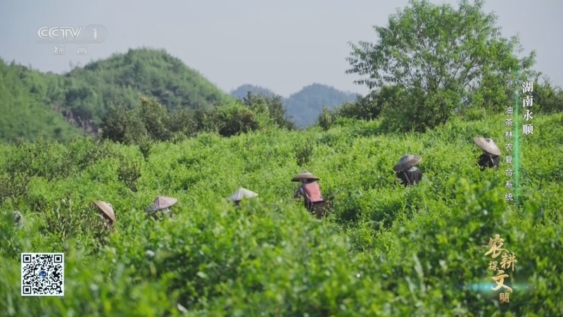 《农耕探文明》 第16集 湖南永顺 油茶林农复合系统