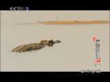 动物世界 动物世界 2010年 第63期