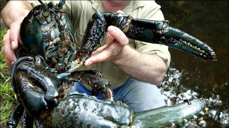 世界上最奇异的10种甲壳动物，排第3的小龙虾12斤