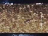 自然传奇 《自然传奇》 20140412 动物大排行之毒蛇