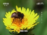 地理中国 《地理中国》 20161021 勇探无人谷（上）