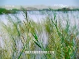 地理中国 《地理中国》 20160712 小河的故事（中）