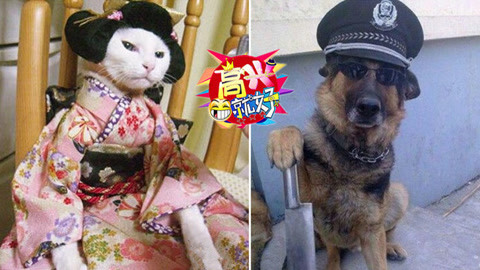 高兴就好 鬼畜级成精萌宠魔性时装秀