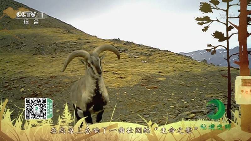 秘境之眼 《秘境之眼》 岩羊 20220407