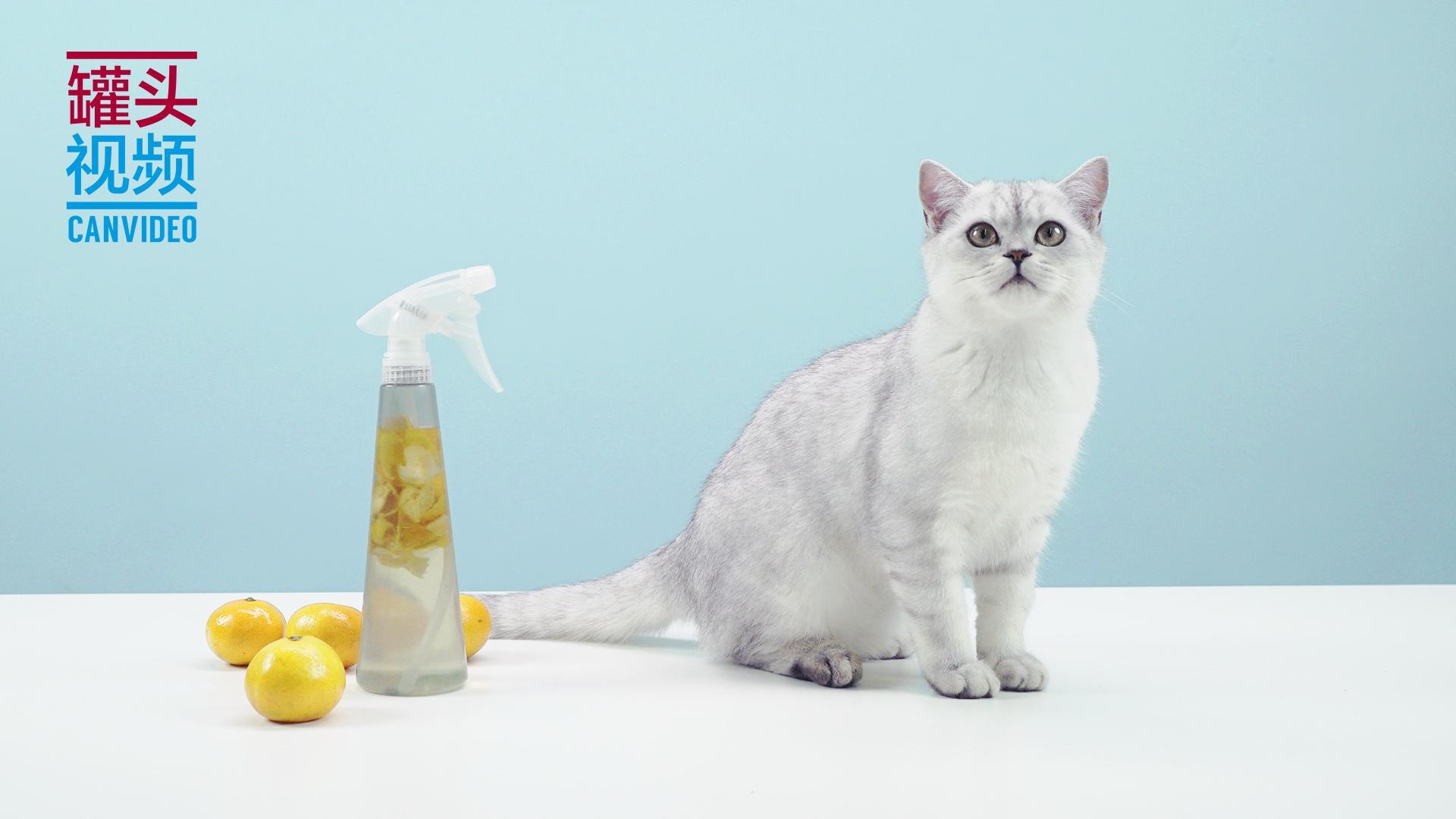 举起爪儿来 三招打造猫咪禁区【举起爪儿来】