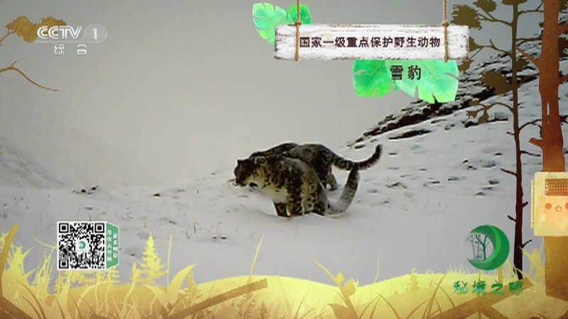 秘境之眼 《秘境之眼》 雪豹 20230217
