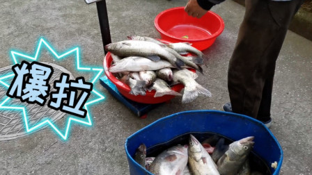 阿杰今天人品大爆发，鲈鱼直接爆仓，足足90多斤，能卖多少钱啊