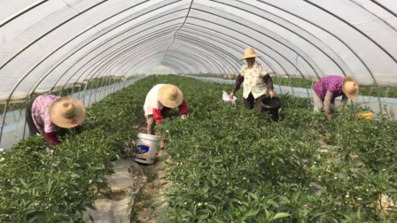 农村经常出现季节性用工荒，一天140元却雇不到人！