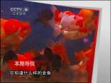 远方的家 《远方的家》 20110621 八闽四地访高人