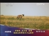 动物世界 《动物世界》 20130420 斑鬣狗 大白鲨 鱼鹰 谁是自然界的大力士冠军