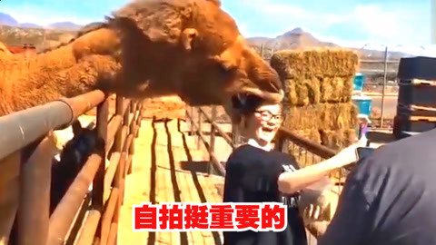 妹子自拍差点被骆驼吞了